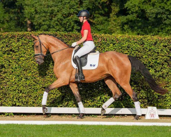 dressage horse Stute von Qaside MD / Lord Loxley (Westphalian, 2021, from Qaside Md)