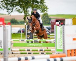 jumper May-Day (KWPN (Royal Dutch Sporthorse), 2017, from Gfe Jilbert van't Ruytershof)