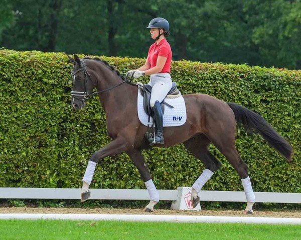 dressage horse Ferrari (Westphalian, 2021, from Fürst Samarant)