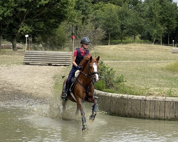 dressage horse Vifee (German Riding Pony, 2008, from Vivaldi)