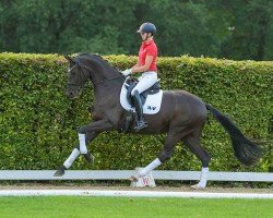 Dressurpferd Debby Gold (Westfale, 2020, von Dancier Gold FRH)