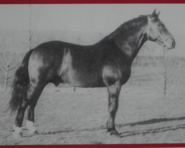 Deckhengst Reginus Mo 1100 (Schweres Warmblut, 1954, von Reichsgraf Mo 963)