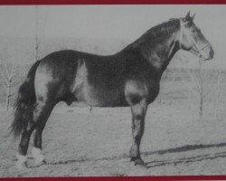 stallion Reginus Mo 1100 (Heavy Warmblood, 1954, from Reichsgraf Mo 963)