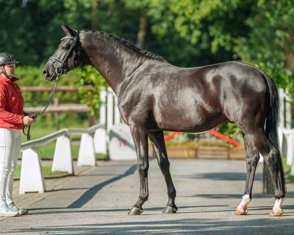 Dressurpferd Sandalphon (ex Shisaido) (Trakehner, 2019, von Schwarzgold)