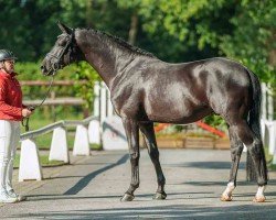 dressage horse Sandalphon (ex Shisaido) (Trakehner, 2019, from Schwarzgold)