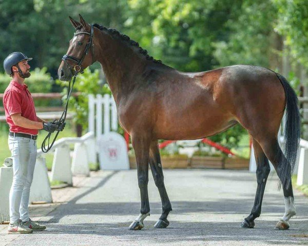 dressage horse Halle Berry (German Horse, 2020, from Louis Vuitton)