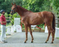 dressage horse Fiorello (Westphalian, 2021, from First Selection)