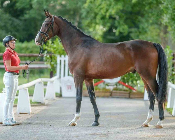 dressage horse Cecotto (Westphalian, 2020, from Caracciola Mt)