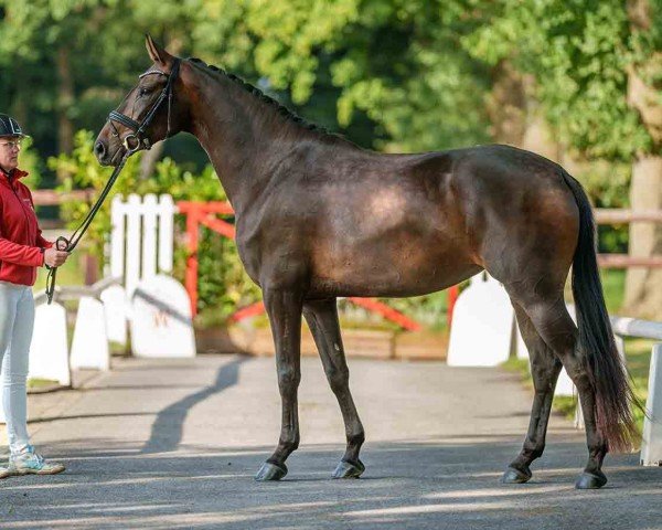 dressage horse Gladys B (Westphalian, 2021, from GALAXY)