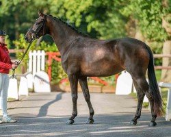 dressage horse Gladys B (Westphalian, 2021, from Galaxy)