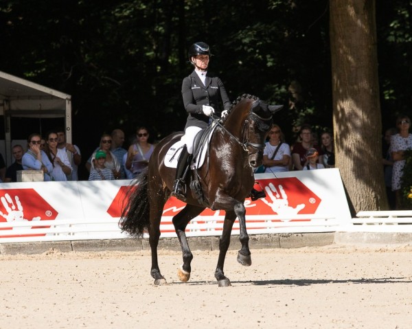 dressage horse Farino 124 (Oldenburg, 2019, from Fürst Toto)