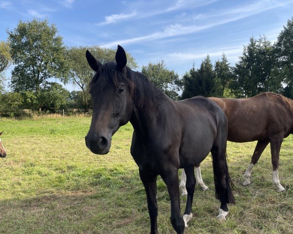 broodmare Florentina 86 (Westphalian, 2010, from Flanagan)