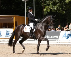 dressage horse DSP Dante's Sunrise S (German Sport Horse, 2019, from Dante Weltino Old)