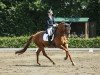 dressage horse Samurai-Rock (Westphalian, 2009, from Sir Donato)