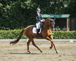 dressage horse Samurai-Rock (Westphalian, 2009, from Sir Donato)