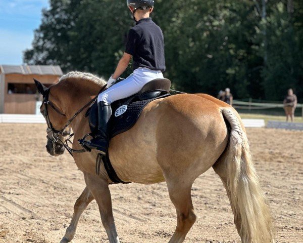 Dressurpferd Stan (Haflinger, 2004)