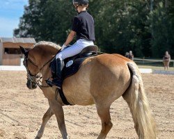 dressage horse Stan (Haflinger, 2004)