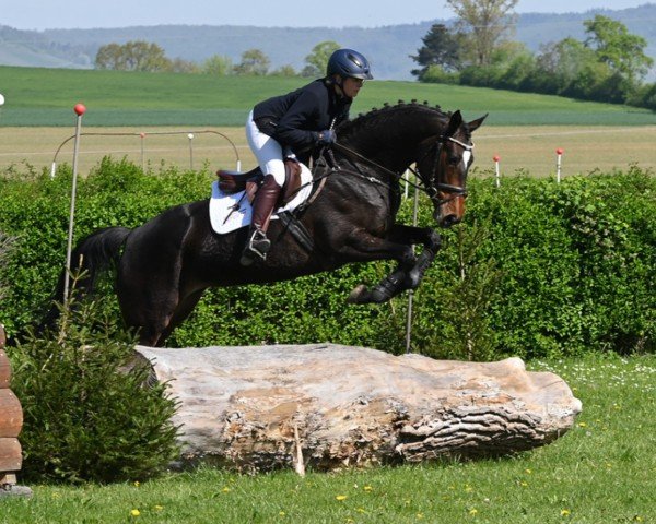 broodmare Grazjana (Trakehner, 2019, from Icare d'Olympe AA)