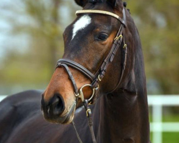 broodmare Grazjana (Trakehner, 2019, from Icare d'Olympe AA)