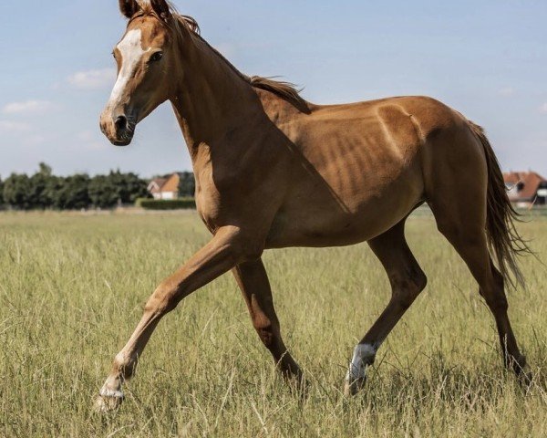 dressage horse Uma Thurman (Trakehner, 2023, from Zauberdeyk)