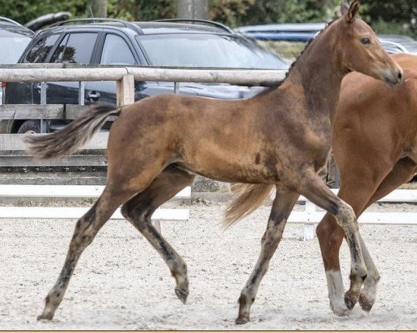 foal by Umarew (Trakehner, 2024, from Polartanz)