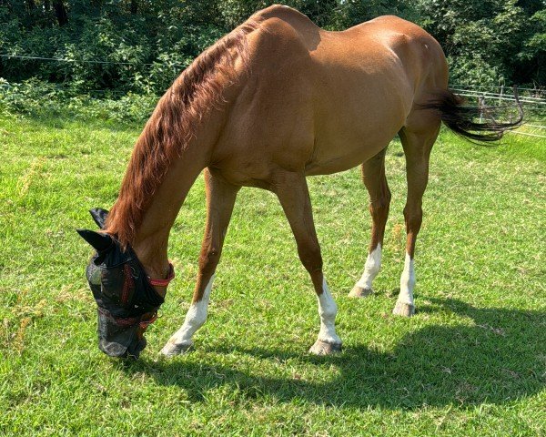 Pferd Lacjum (Englisches Vollblut, 2003, von Special Power xx)