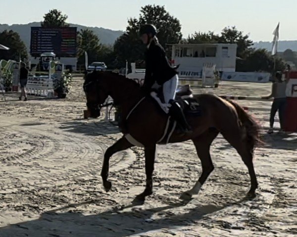 jumper Chacoona CS 2 (Oldenburg show jumper, 2020, from Chacoon Blue)