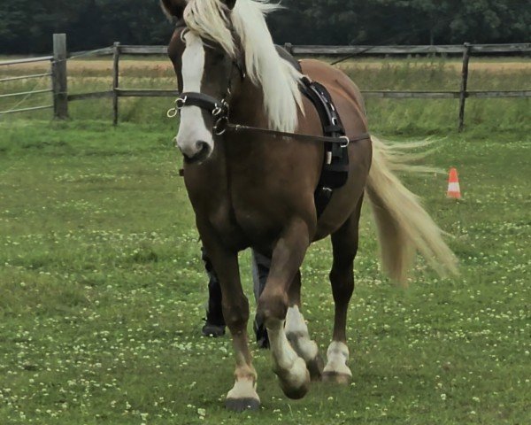 horse REBELL (Black Forest Horse, 2020, from Remy)