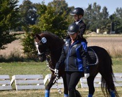 dressage horse Wiesenhof's Göthe (Welsh-Pony (Section B), 2002, from Moorkieker Goliath)