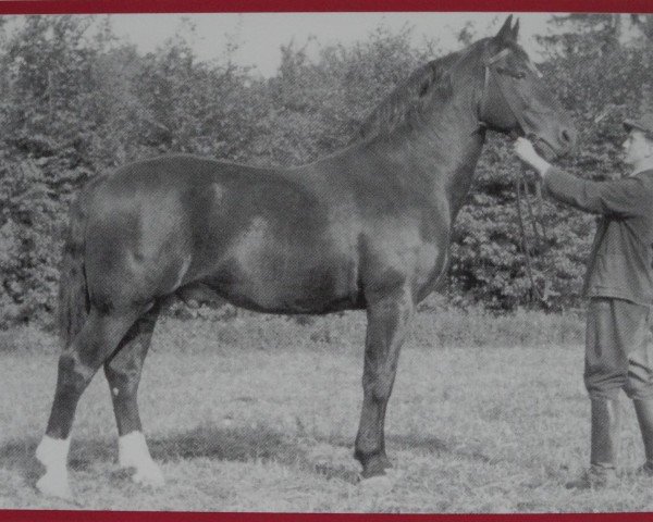 stallion Reichsgründer Mo 441 (Heavy Warmblood, 1946, from Reichsgraf Mo 963)