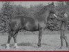 stallion Reichsgründer Mo 441 (Heavy Warmblood, 1946, from Reichsgraf Mo 963)