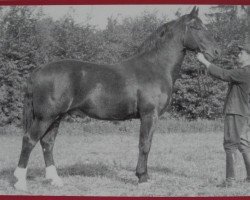 Deckhengst Reichsgründer Mo 441 (Schweres Warmblut, 1946, von Reichsgraf Mo 963)