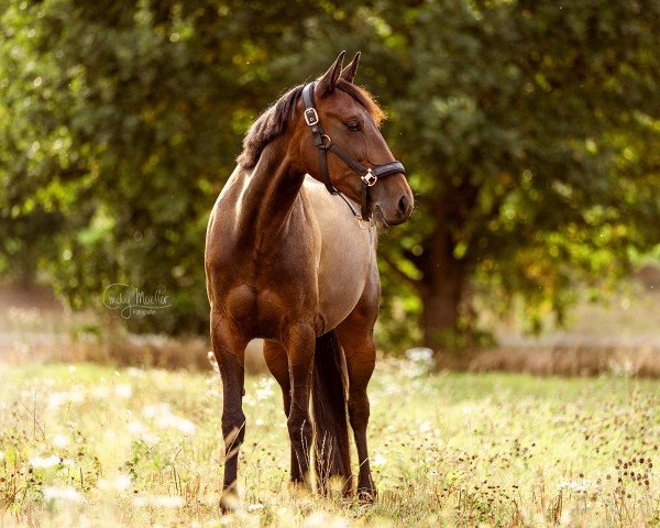 horse Kamaria (German trotters, 2016, from Express Merett)