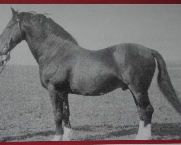 Deckhengst Rekordjäger v. Salzwedel S-A 250 (Schweres Warmblut, 1946, von Rekord S-A 129)