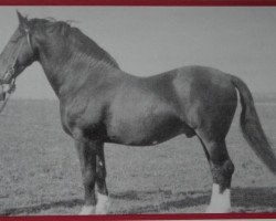 stallion Rekordjäger v. Salzwedel S-A 250 (Heavy Warmblood, 1946, from Rekord S-A 129)