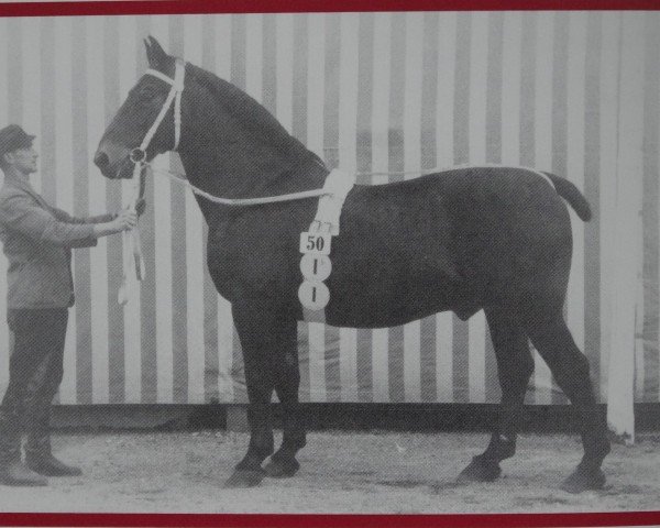 stallion Remus Mo 211 (Oldenburg, 1932, from Rexus 3392)