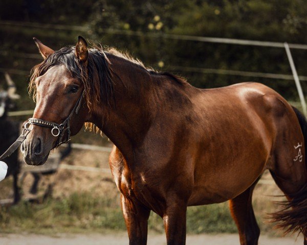 stallion LUCERO ALM (Pura Raza Espanola (PRE), 2022)