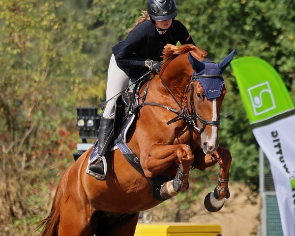 jumper Kaczka Gold (Zangersheide riding horse, 2020, from Kazan Z)