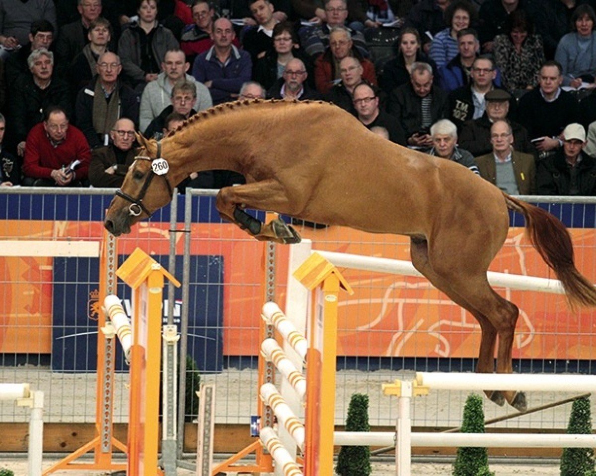 Deckhengst Hervé d'Ive (KWPN (Niederländisches Warmblut), 2012, von Vigo d'Arsouilles)