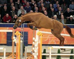 stallion Hervé d'Ive (KWPN (Royal Dutch Sporthorse), 2012, from Vigo d'Arsouilles)