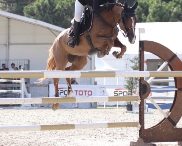 jumper Luminette B (KWPN (Royal Dutch Sporthorse), 2016, from Hervé d'Ive)