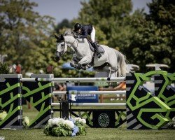 jumper Quality Star Z (Zangersheide riding horse, 2013, from Quality Time)