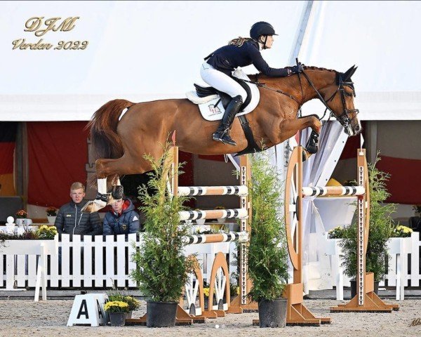 jumper Brava (Hanoverian, 2014, from Balou du Rouet)