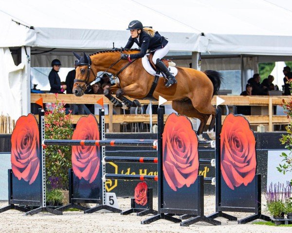 jumper Corvey 5 (Oldenburg show jumper, 2016, from Casallco)