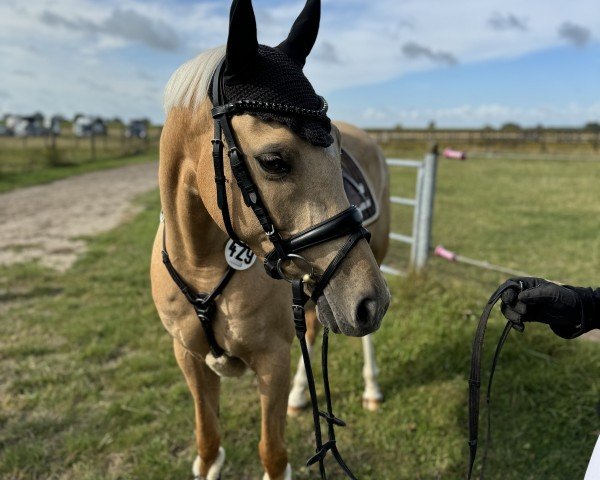 dressage horse Steendieks Dancing Queen (German Riding Pony, 2018)