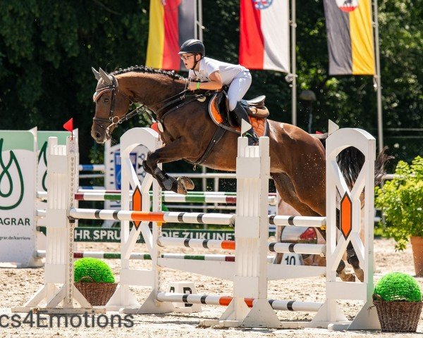Springpferd Frida My Valentime (Ungarisches Warmblut, 2016, von Toran)