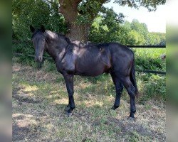 dressage horse Ballerion (Oldenburg, 2021, from Bohemian)