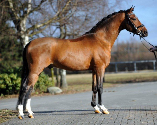 stallion Kachunga (German Riding Pony, 2012, from Classic Dancer I)