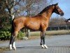 stallion Kachunga (German Riding Pony, 2012, from Classic Dancer I)