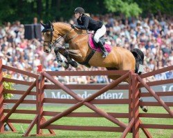 broodmare Agonda Z (Zangersheide riding horse, 2007, from Asca Z)